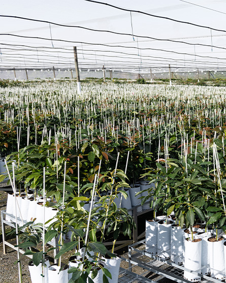 High Density Plantings