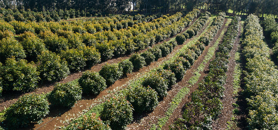 High Density Plantings