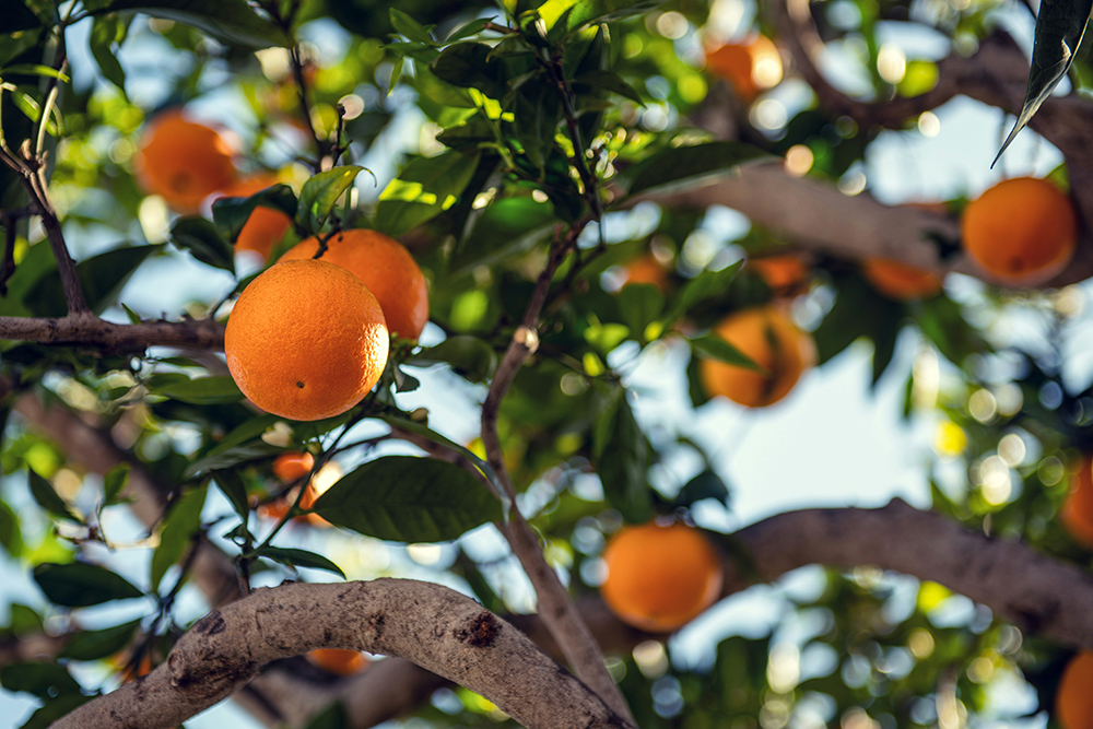 Citrus