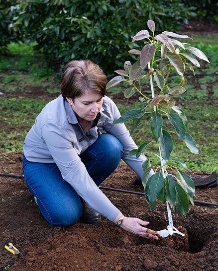 How to plant a tree